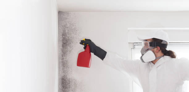 Best Mold Removal Process  in USA